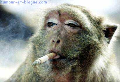 Singe
